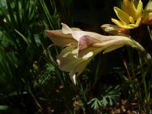 Gladiolus.maybe.tristis.hybrid.