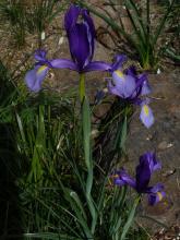 Iris xiphium