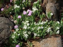 Pimelea .maybe.glauca. with Armeria cv.