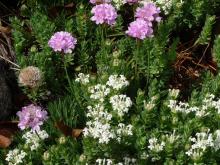 Pimelea .maybe.glauca. with Armeria cv.