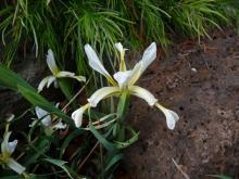 Iris.halophila.