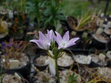 Triteleia hyacinthina