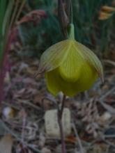 Calochortus pulchellus