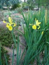 Yellow Spuria iris hybrid