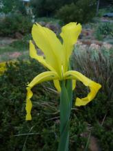 Yellow Spuria iris hybrid