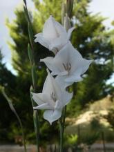 Gladiolus wilsonii