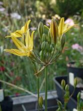 Triteleia ixioides