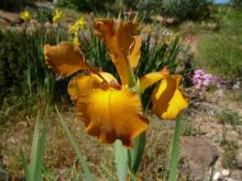 Spuria iris?'Intensity'