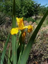 golden Spuria Iris seedling