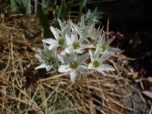 Triteleia hyacinthina