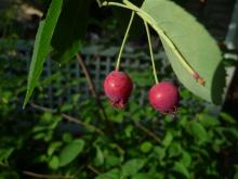Amelanchier fruit.Nov 29, 2014