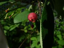 Amelanchier fruit.Nov 29, 2014