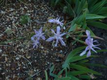 Moraea maybe gracilenta