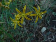 Bloomeria crocea.close-up