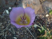 Calochortus plummerae