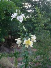 Orient-Pet Liliums Ovation and Belladonna
