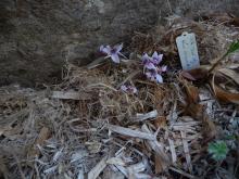 Cyclamen rohlfsianum