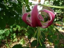 Lilium 'Black Beauty'