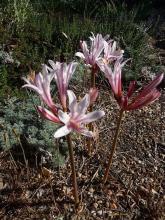 Lycoris incarnata