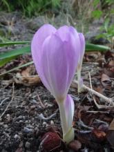 Colchicum 'Lilac Major' maybe 'Lilac Wonder'