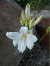 white Amaryllis belladonna
