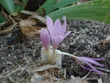 Colchicum neapolitanum macranthum