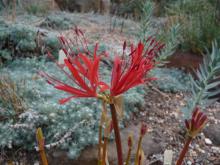 Lycoris (maybe) radiata