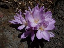 Colchicum "Mrs Craig's", possibly C. byzantium