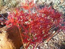 Lycoris (maybe) radiata