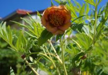 lutea x delavayi