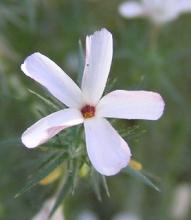 Phlox diffusa