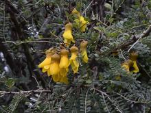 Sophora "Stuarts Gold"