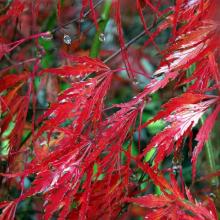 A close up photo showcasing some intense fall color.