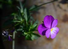 Viola elegantula