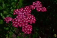 Achillea millefolium