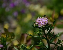 Achillea sibirica var camtschatica