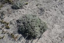 Artemisia frigida