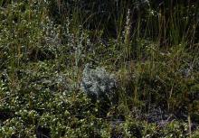 Artemisia, Arctostaphylos, Juniperus