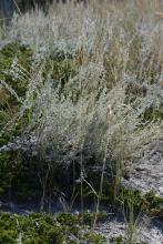 Artemisia frigida, Juniperus