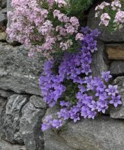 Campanula topaliana