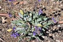 Salvia canescens v daghestanica