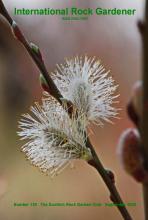 Salix capraea catkins