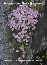 Ourisia microphylla - IRG 124 cover  image 