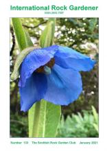 Meconopsis ‘Sikkim’ at Branklyn Garden 