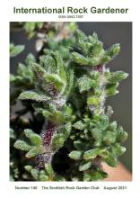 Junellia tridactylites, showing the three-lobed leaves.