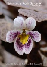 Viola trochlearis - cover image IRG106