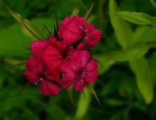 Dianthus barbatus