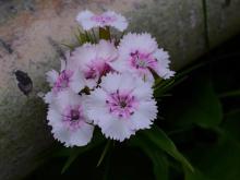   Dianthus barbatus