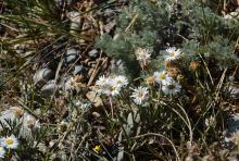 Eerigeron caespitosus Artemisia