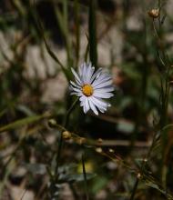 Erigeron caespitosus Linum lewisii